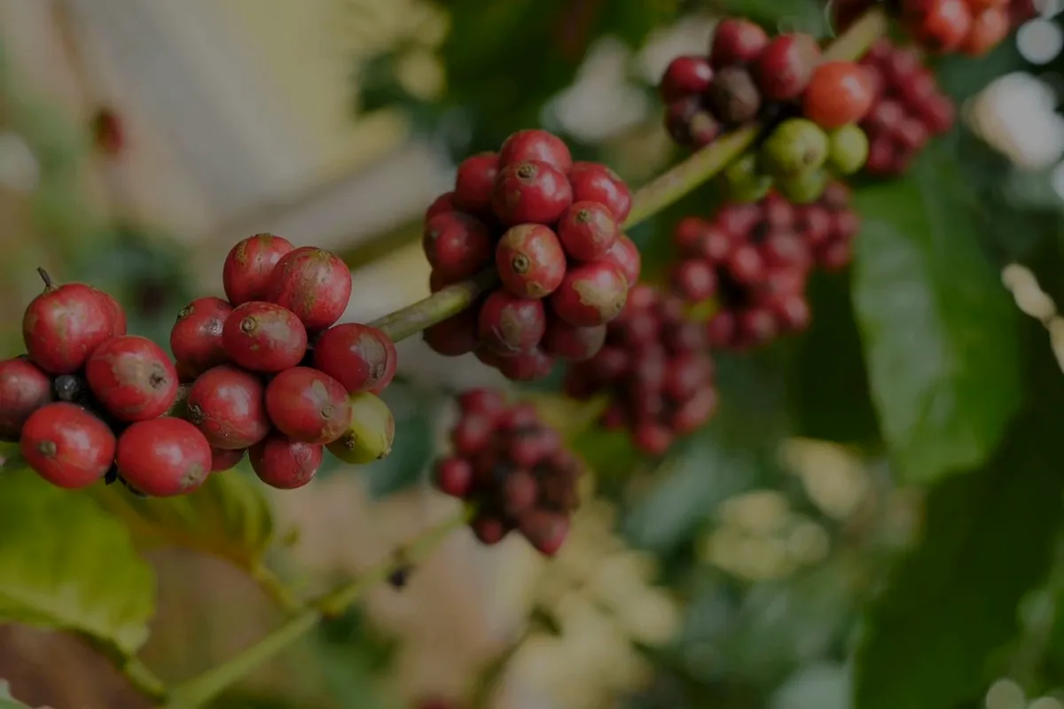 Ripe coffee cherries on the branch